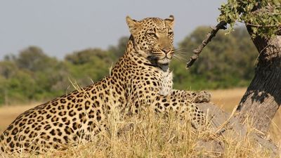 Kenya Classic Safari: 4 Days in Tsavo East, Tsavo West & Amboseli - Image - 13688